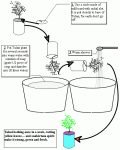 tulasi-bathing